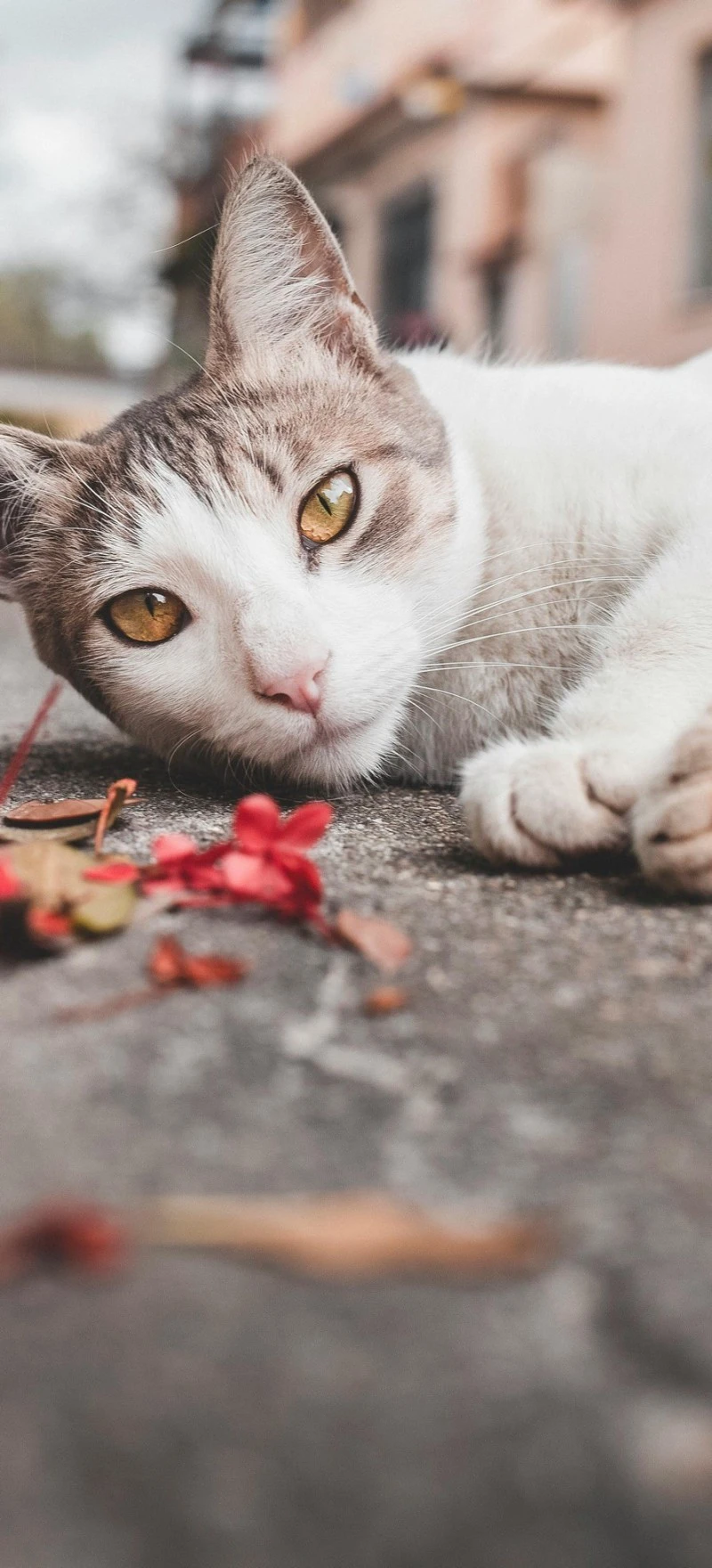 Street Cat Resting 4K Mobile Wallpaper
