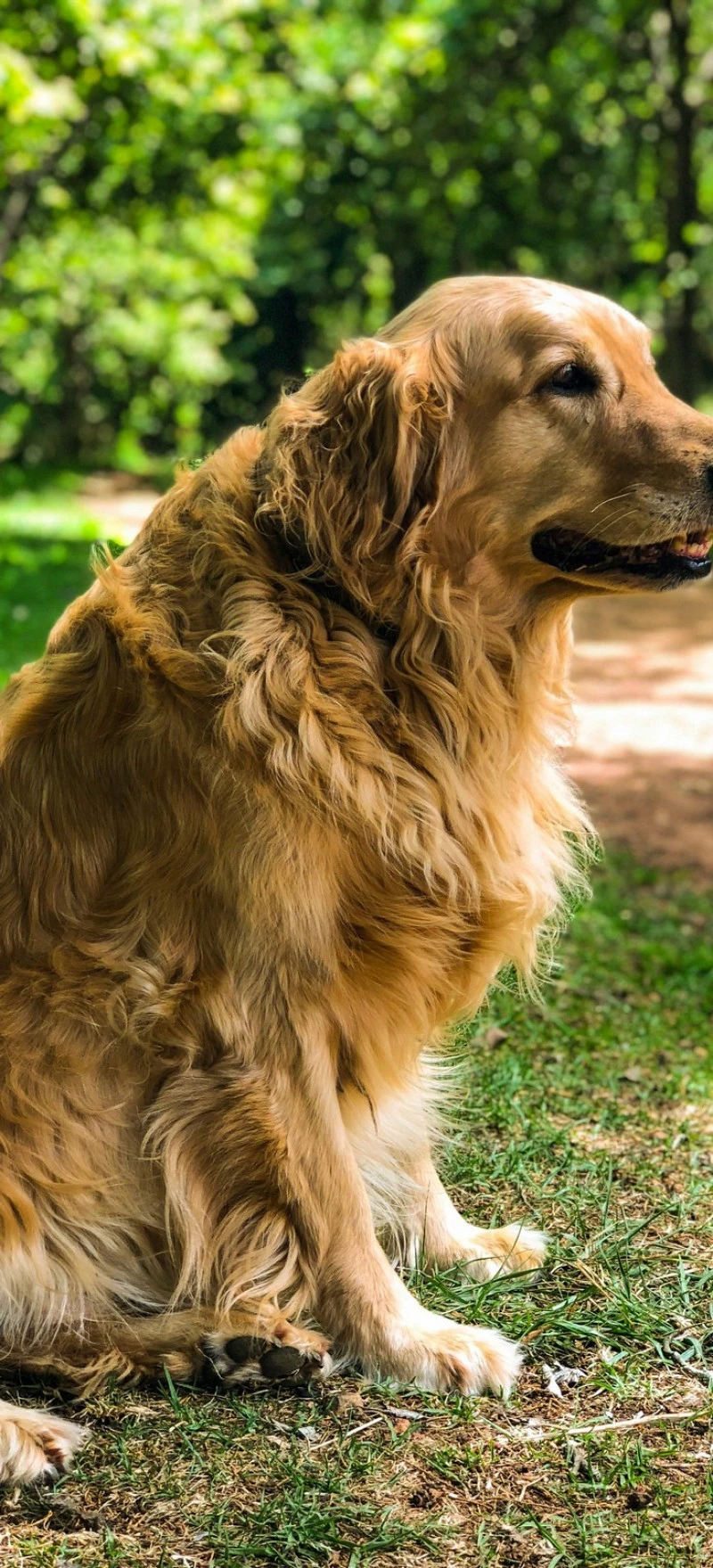 Golden Retriever in the Park 4K Mobile Wallpaper