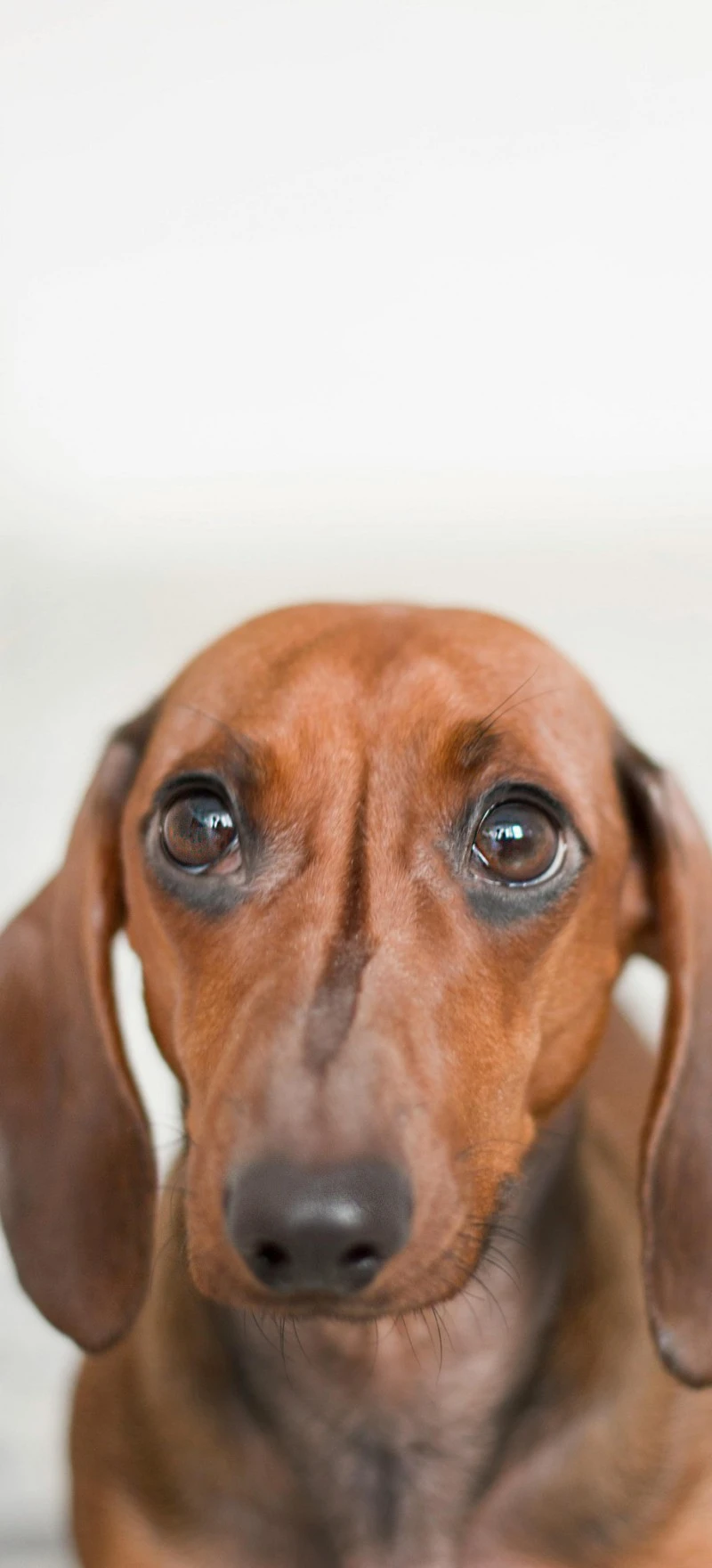 Adorable Dachshund Puppy 4K Mobile Wallpaper