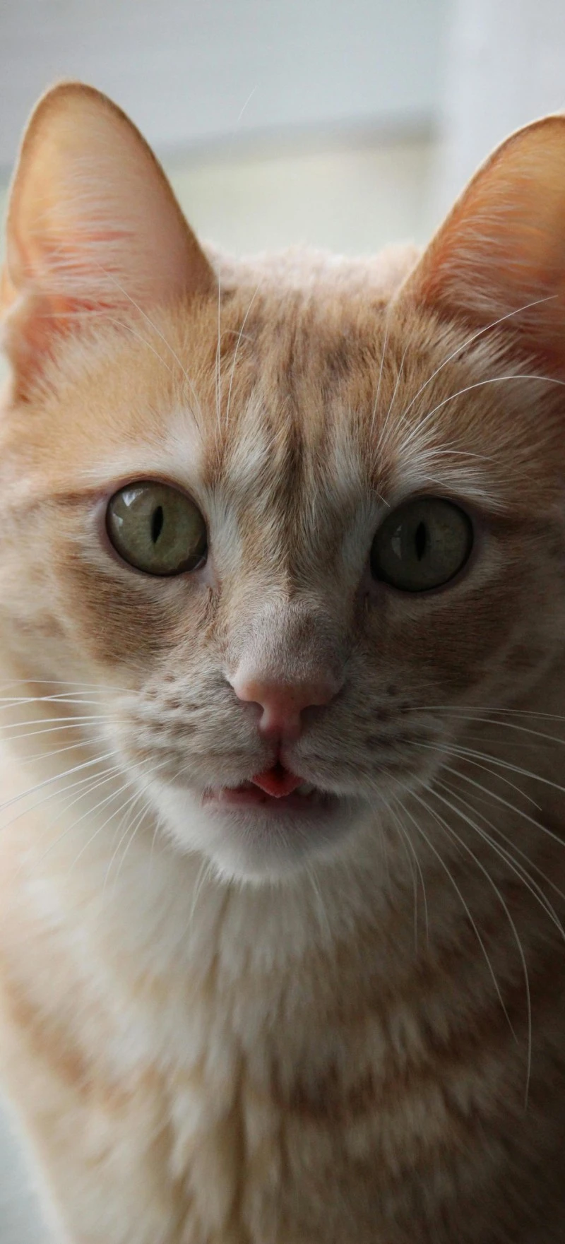 Ginger Cat Close-up 4K Mobile Wallpaper