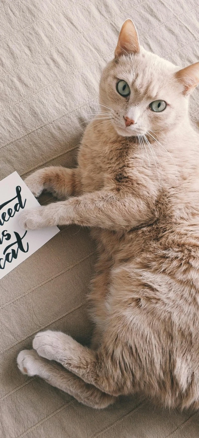 Creamy Cat with a Message 4K Mobile Wallpaper