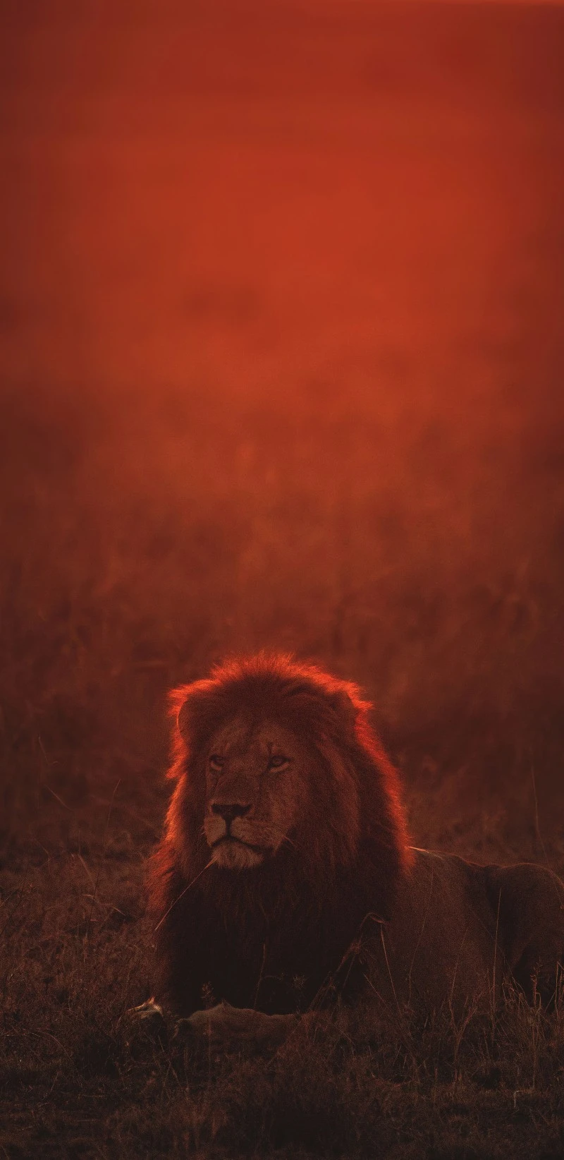 Lion in Red Sunset 4K Mobile Wallpaper