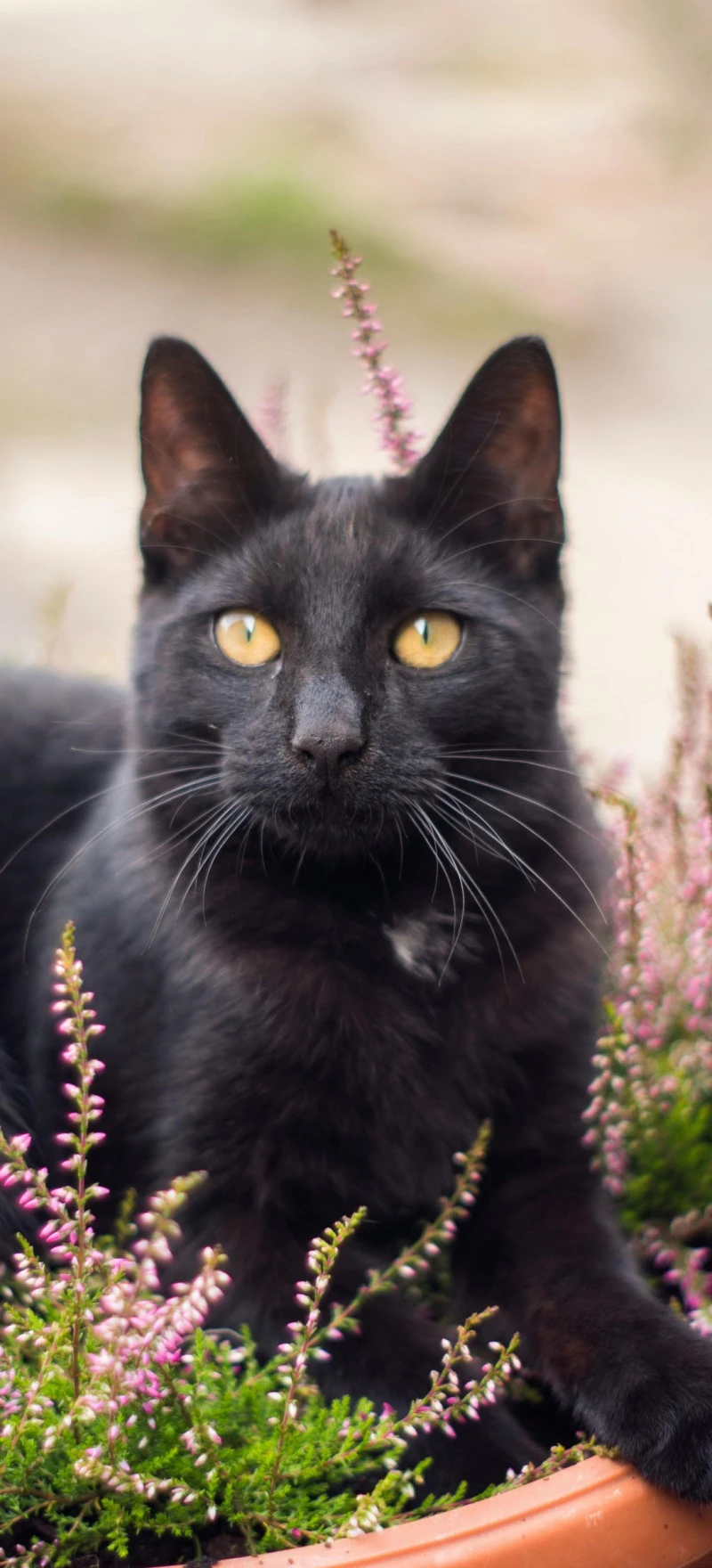 Majestic Black Cat 4K Mobile Wallpaper