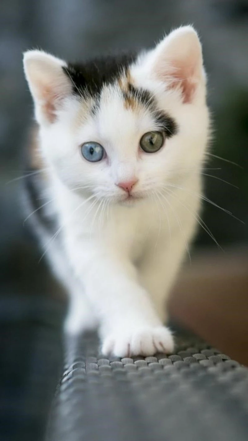 Adorable Odd-Eyed Kitten 4K Mobile Wallpaper