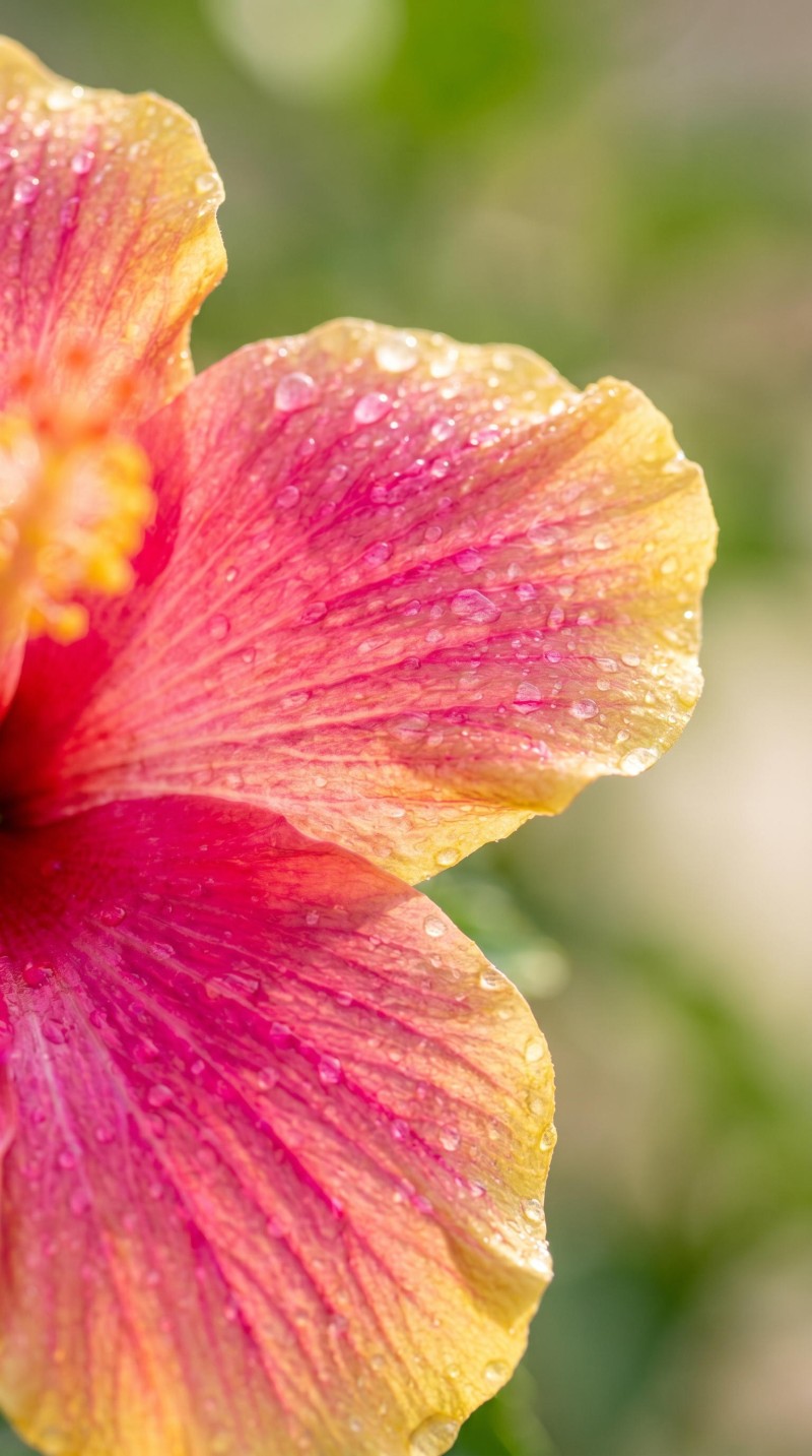 Tropical Pink Hibiscus Flower with Dew Drops Lock Screen 4K Ink Wallpaper