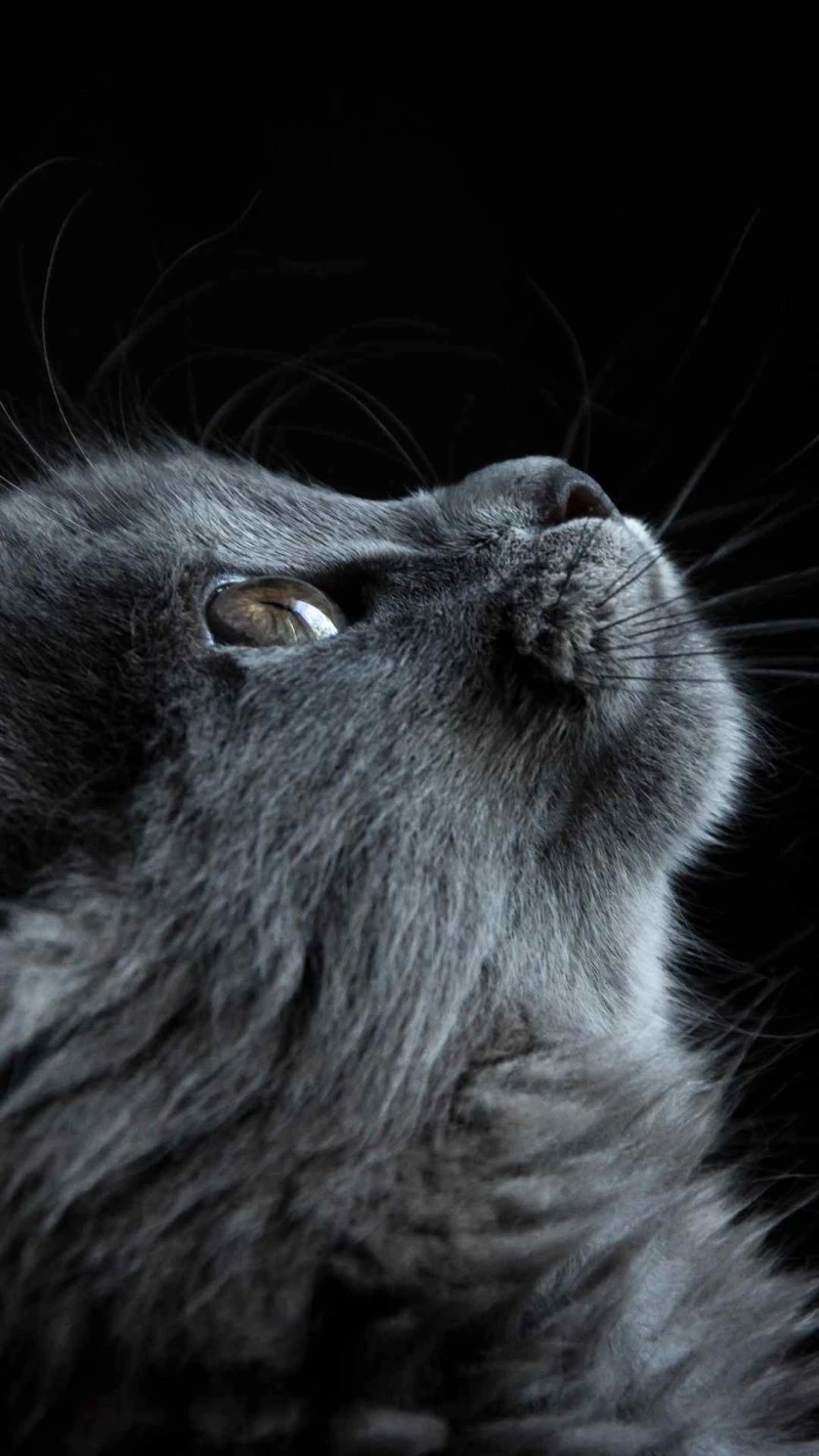 Majestic Gray Cat 4K Mobile Wallpaper
