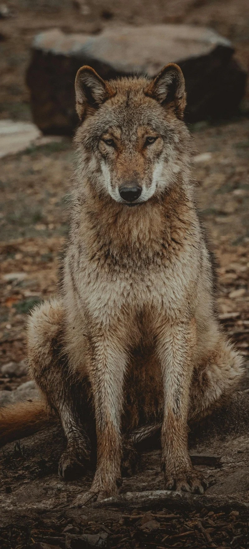 Wolf Sitting on Log 4K Mobile Wallpaper