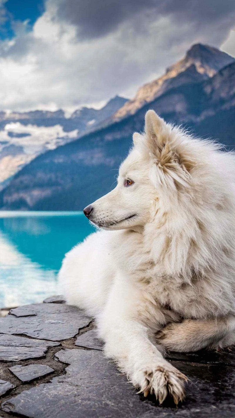 Majestic White Wolf by the Lake 4K Mobile Wallpaper