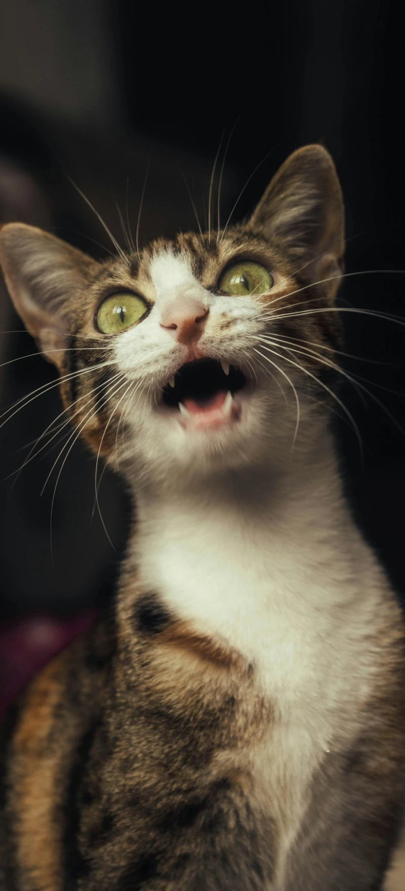 Surprised Cat 4K Mobile Wallpaper