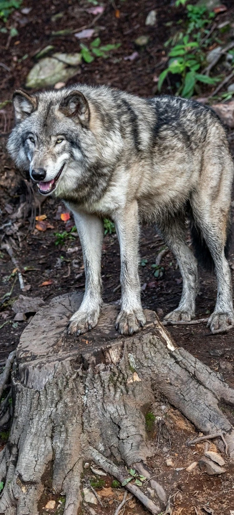 Majestic Grey Wolf on a Stump 4K Mobile Wallpaper