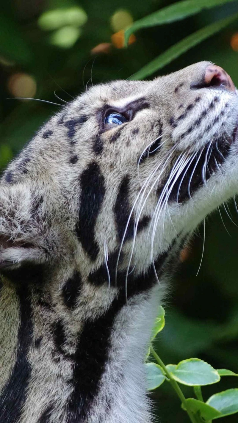 Majestic Clouded Leopard 4K Mobile Wallpaper
