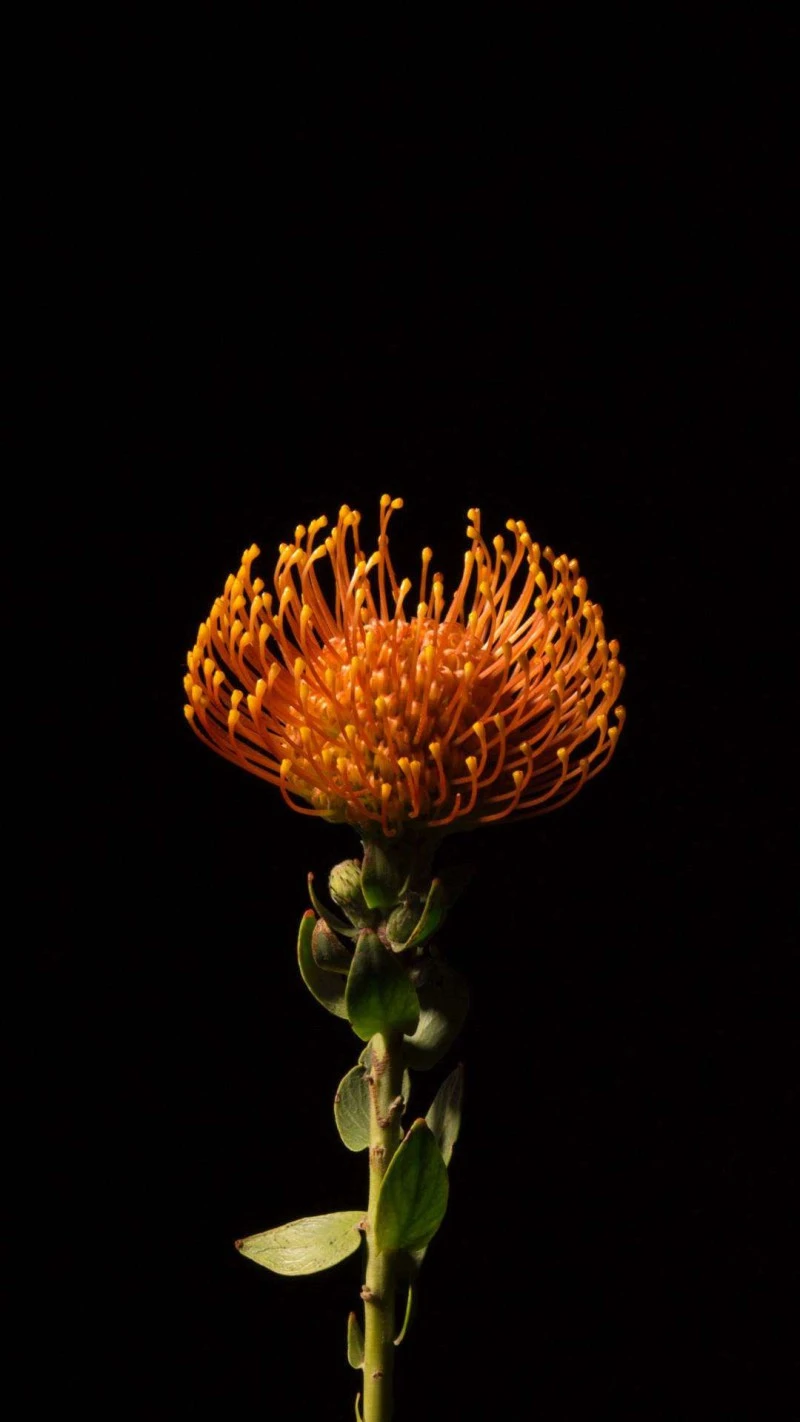 Pincushion Protea 4K Mobile Wallpaper