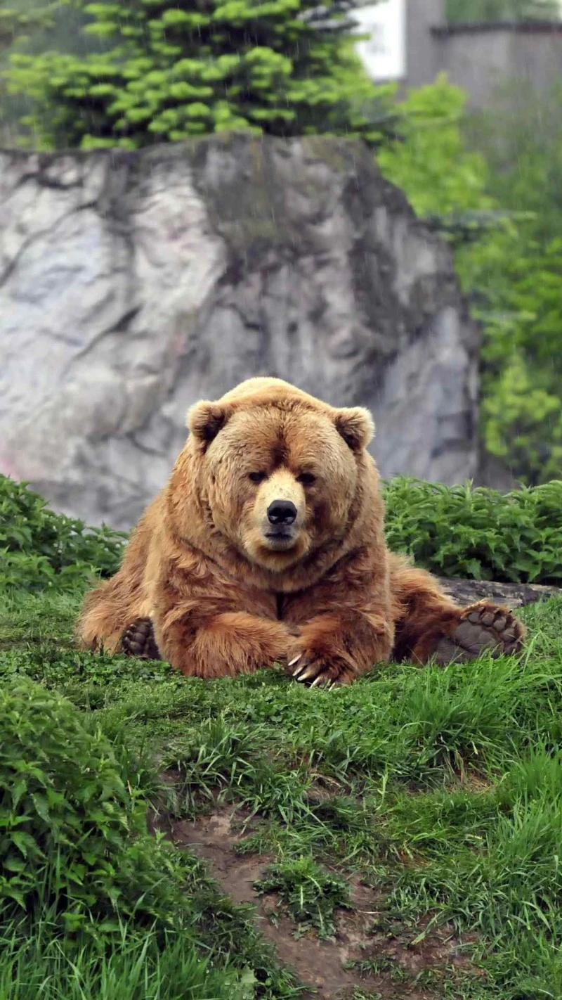 Large Brown Bear in the Rain 4K Mobile Wallpaper