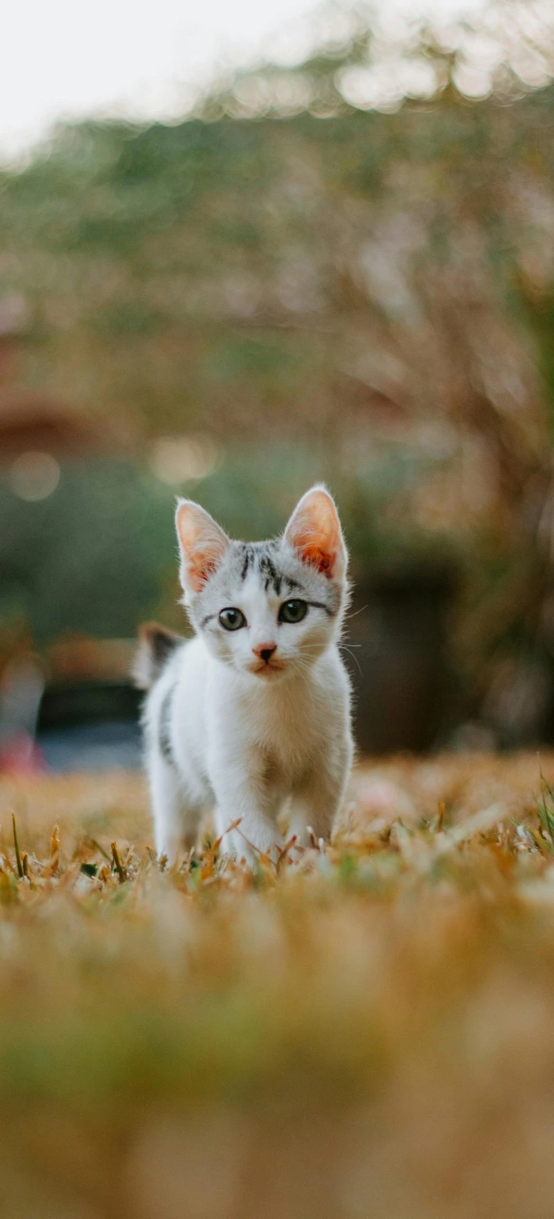 Adorable Kitten in the Grass 4K Mobile Wallpaper