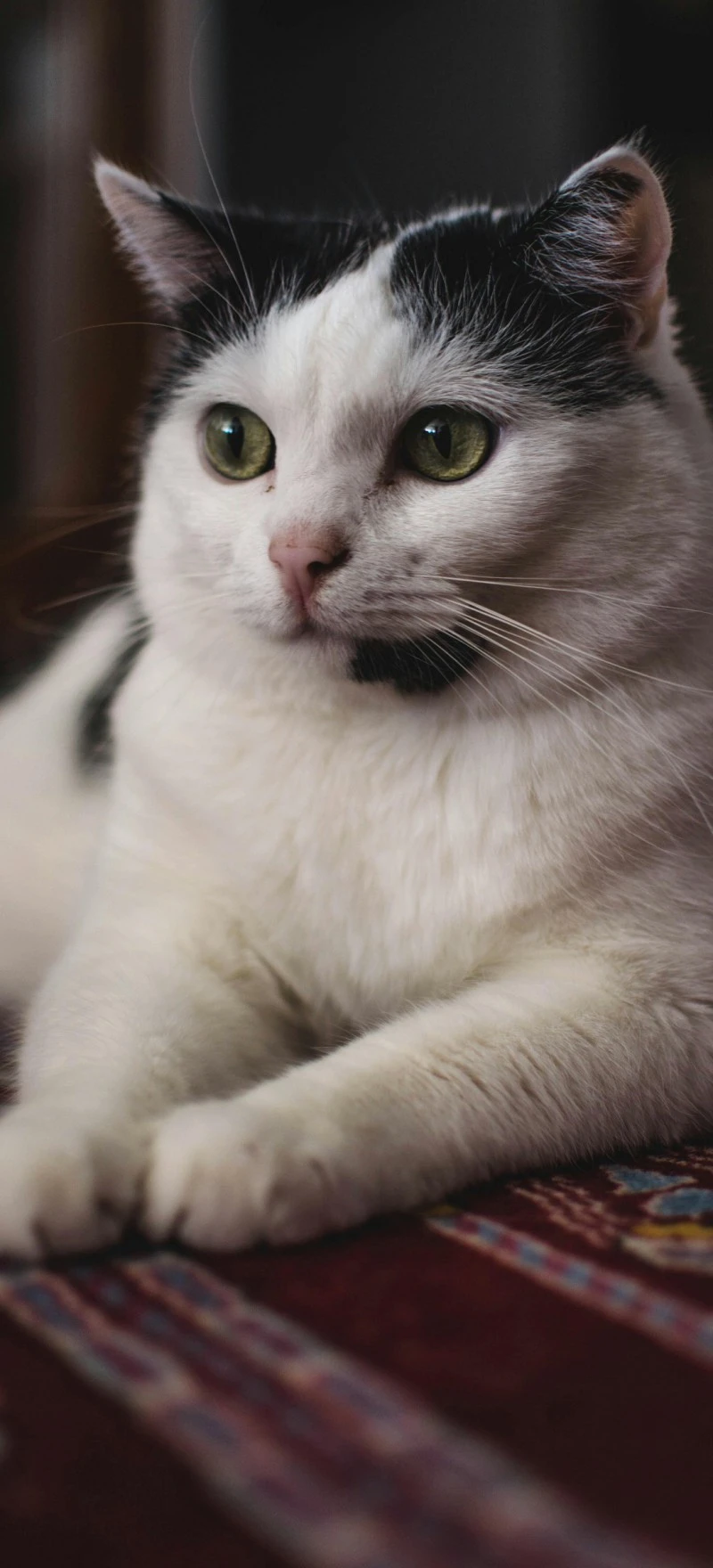 Majestic Black and White Cat 4K Mobile Wallpaper