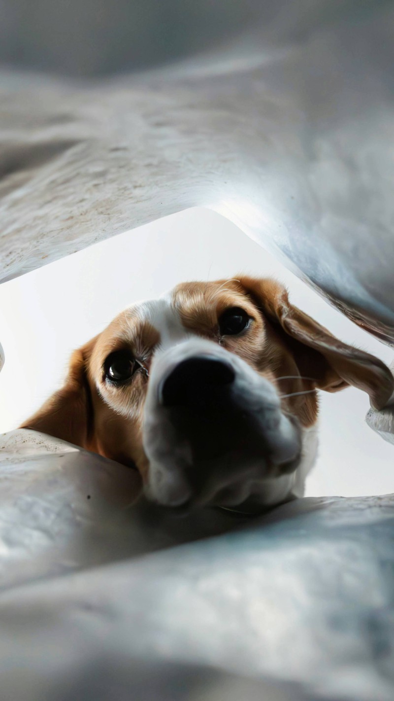 Curious Dog 4K Mobile Wallpaper Free Download