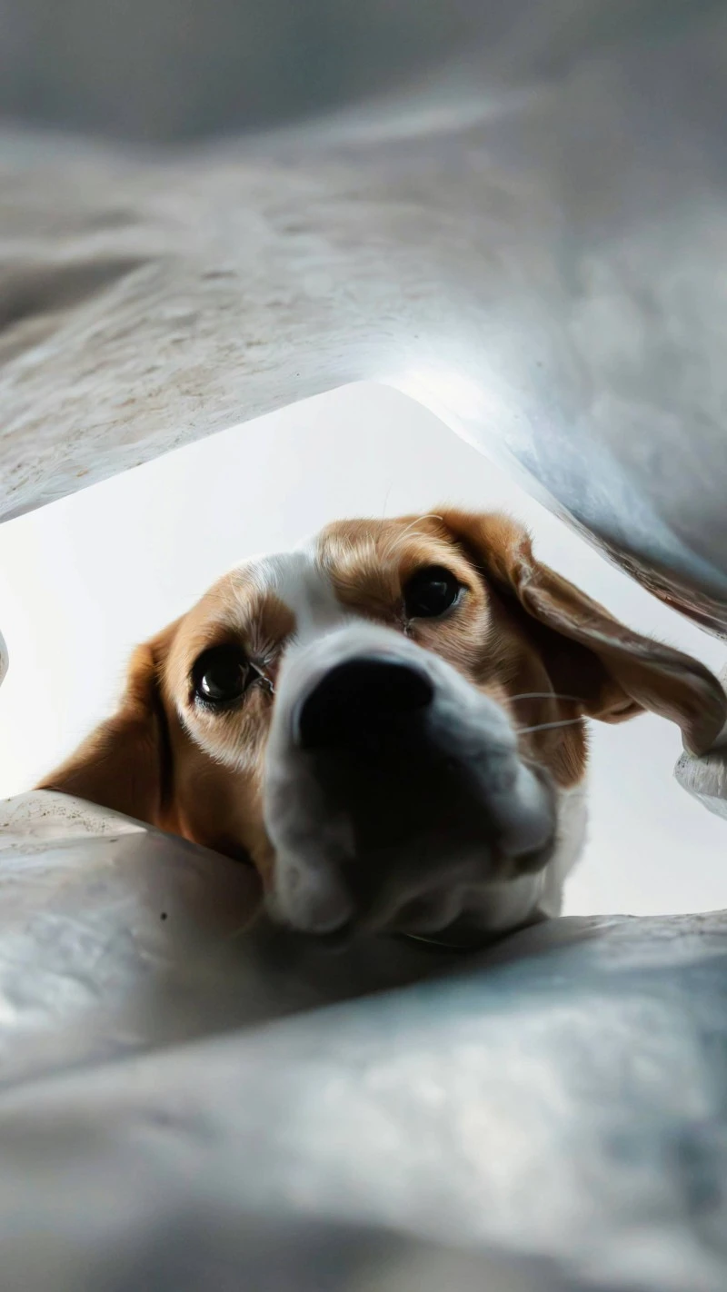 Curious Dog 4K Mobile Wallpaper