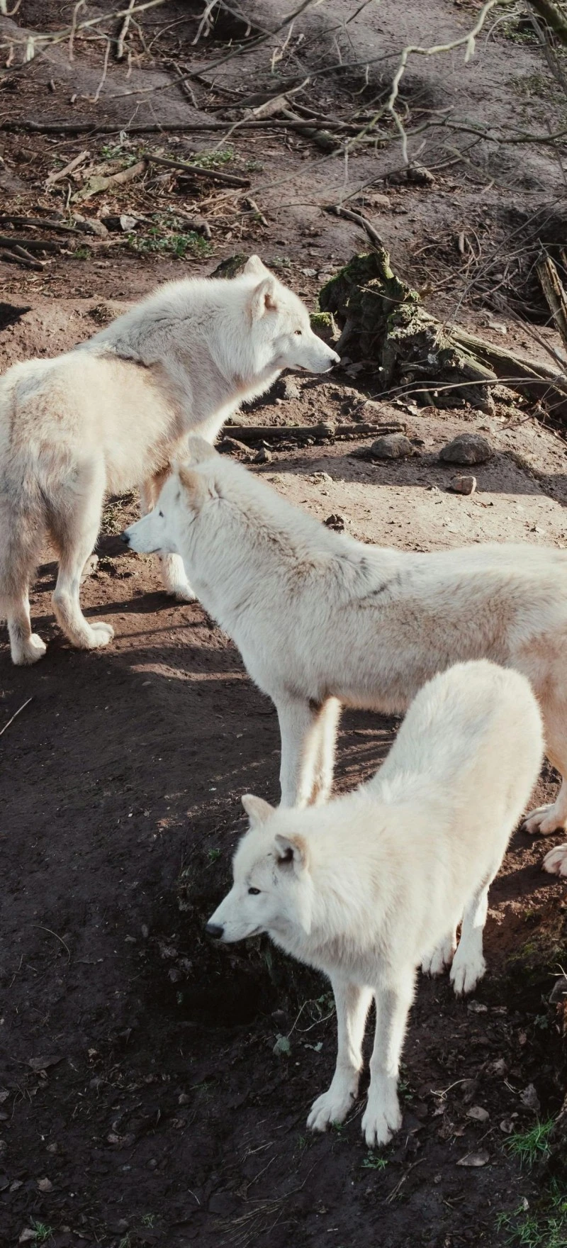 Arctic Wolf Pack 4K Mobile Wallpaper