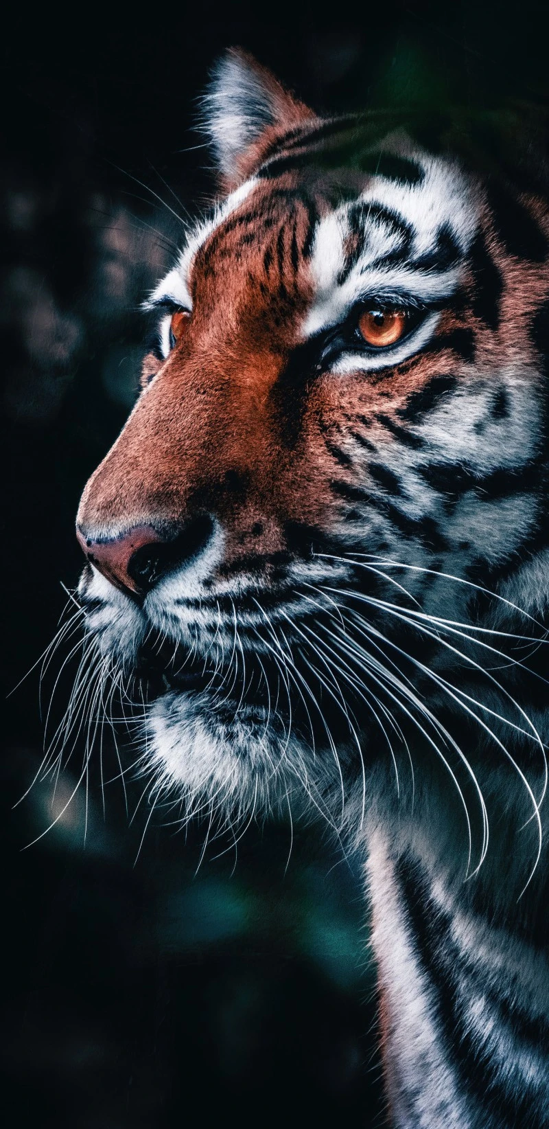 Majestic Tiger Portrait 4K Mobile Wallpaper