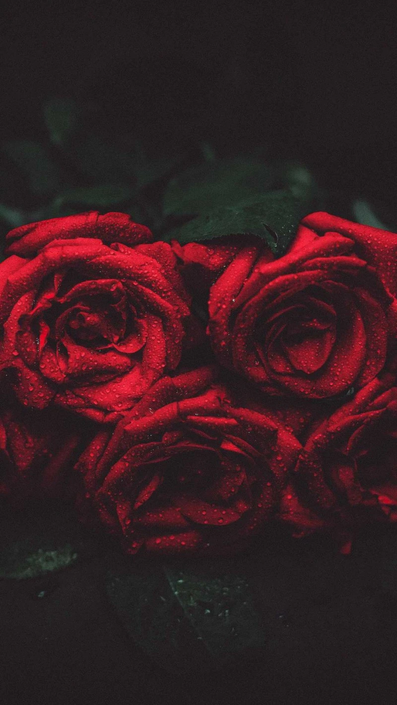 Crimson Dew 4K Mobile Wallpaper