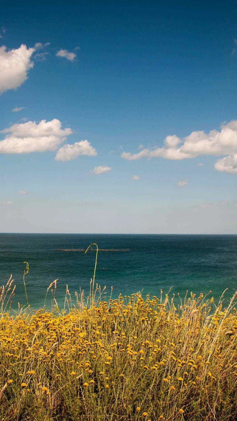 Coastal Meadow with Ocean View 4K Mobile Wallpaper