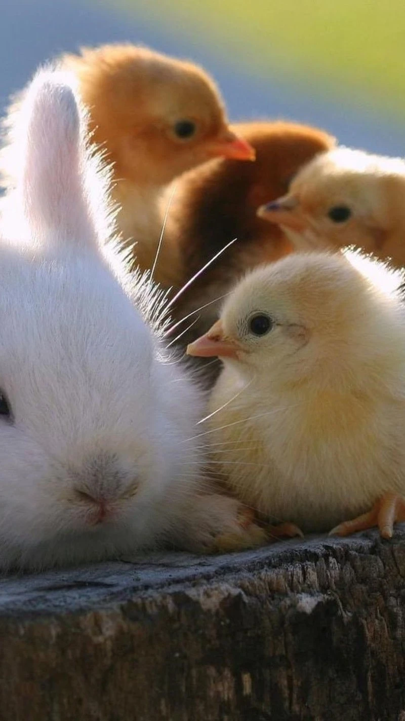 Fluffy Friends 4K Mobile Wallpaper