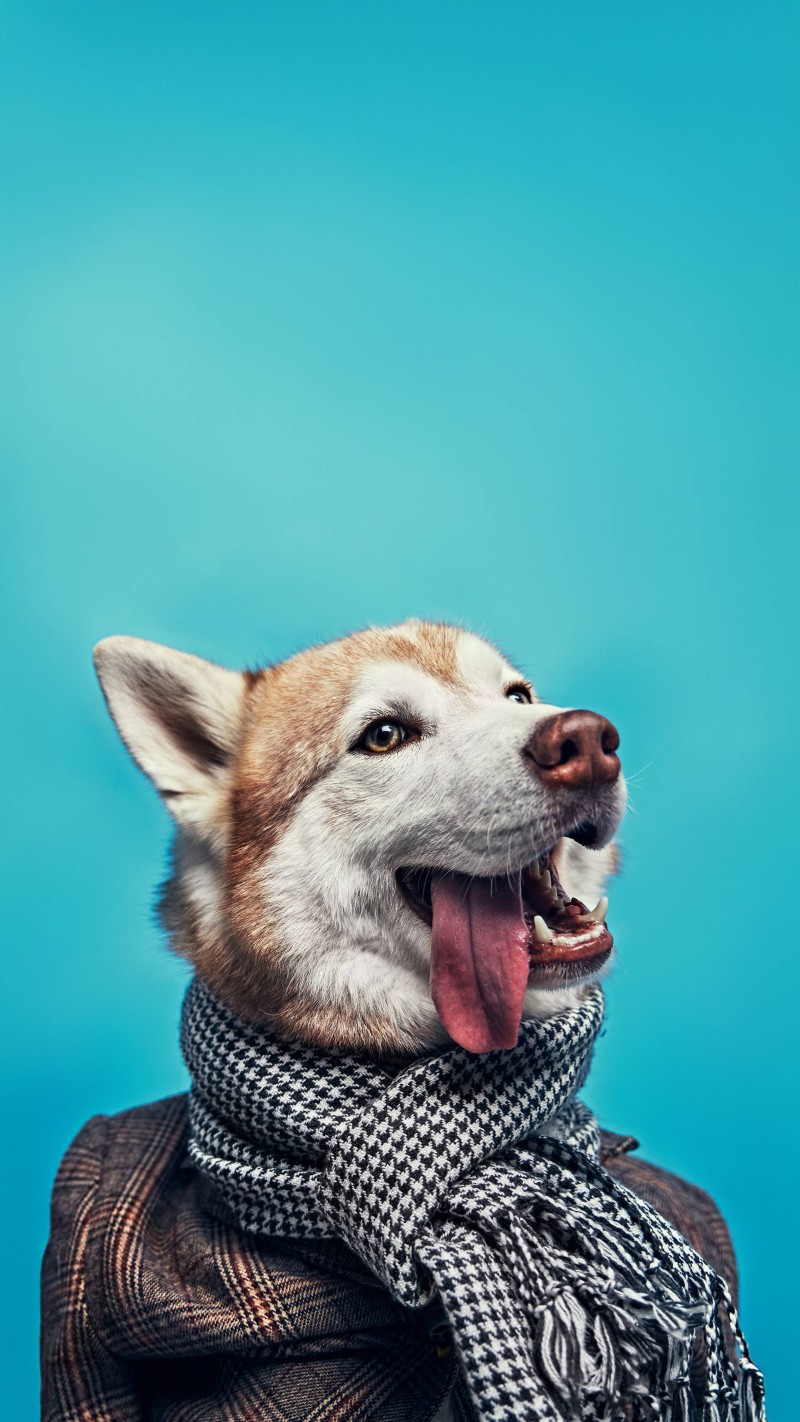 Stylish Dog in Scarf 4K Mobile Wallpaper