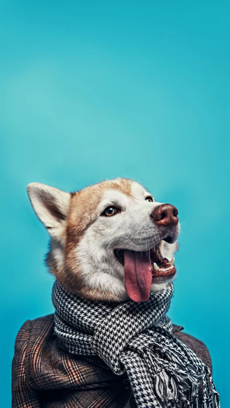 Stylish Dog in Scarf 4K Mobile Wallpaper