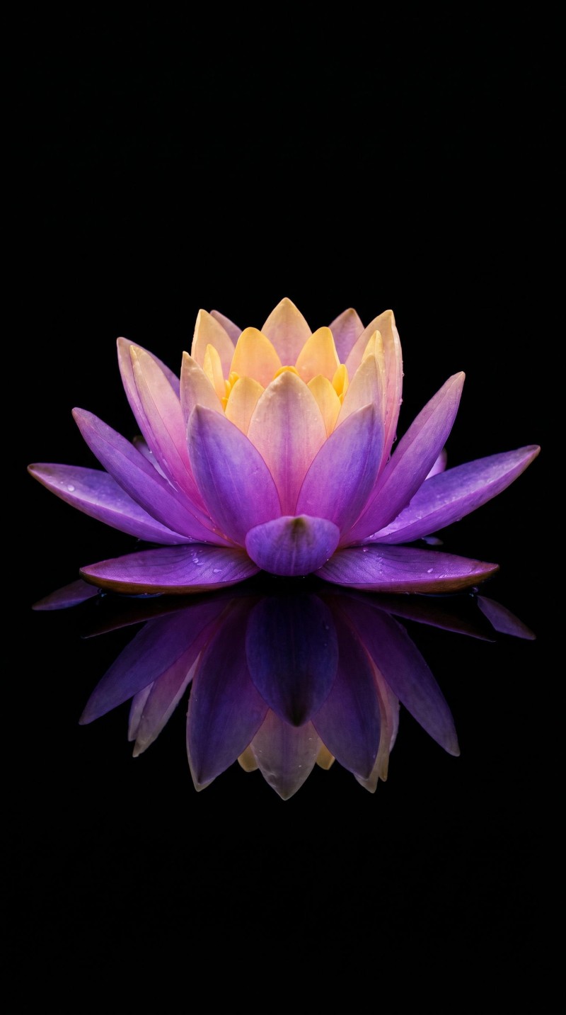 Serene Purple Lotus Flower Stylized Hyper-Detaied Photograph Wallpaper 4K Led Wallpaper