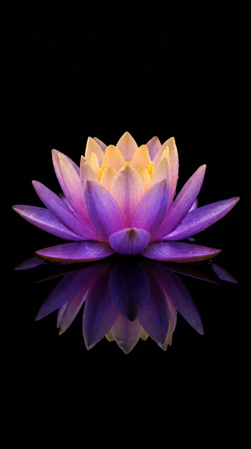 Serene Purple Lotus Flower Stylized Hyper-Detaied Photograph Wallpaper 4K Mobile Wallpaper
