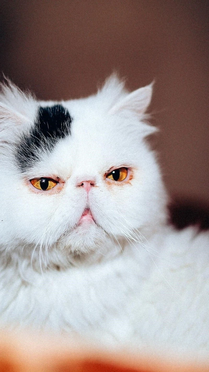 Grumpy Persian Cat with Striking Markings 4K Mobile Wallpaper