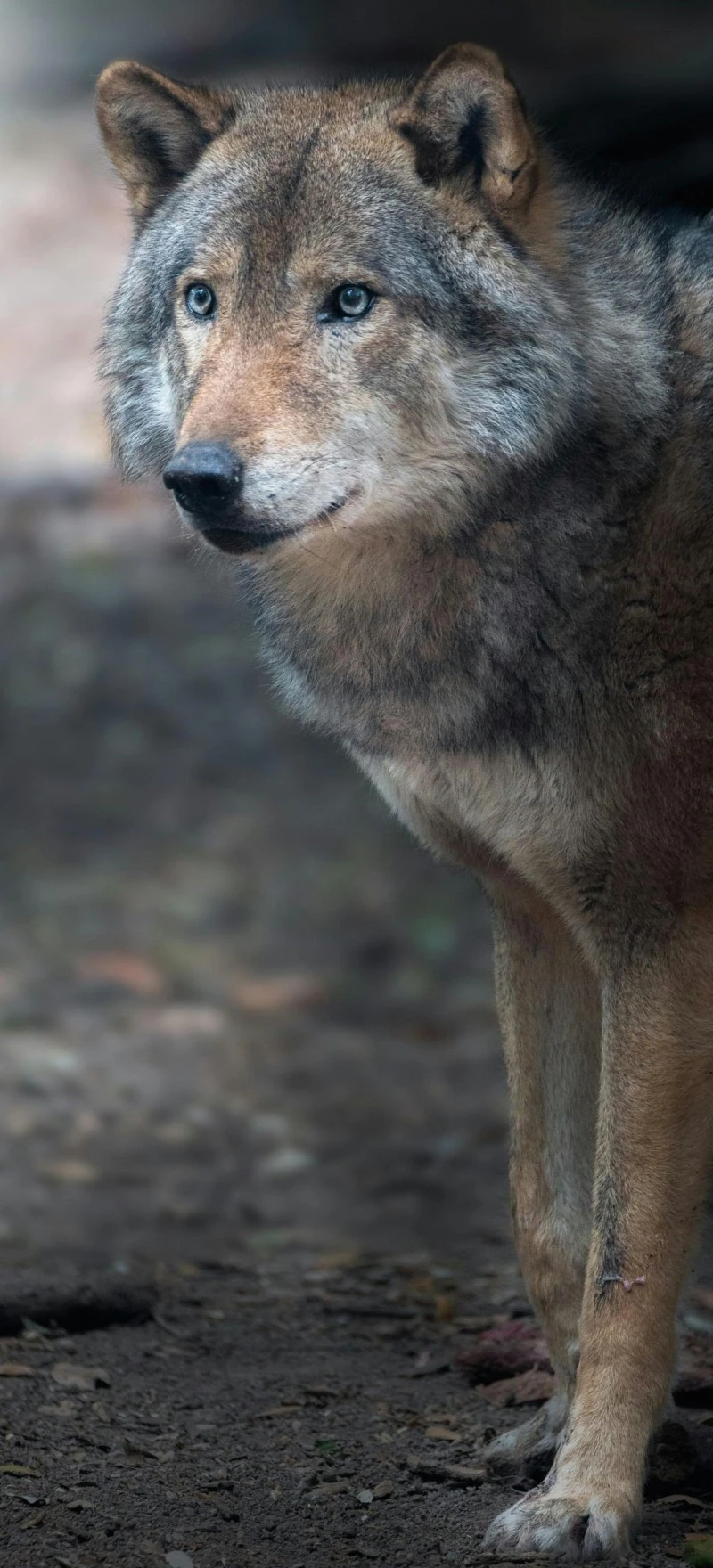 Eurasian Wolf in the Forest 4K Mobile Wallpaper