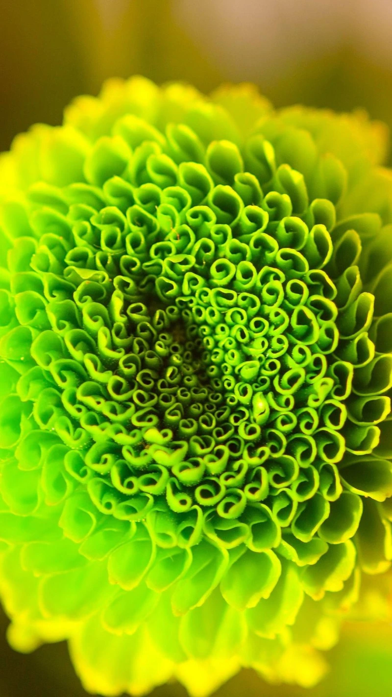Vibrant Green Chrysanthemum 4K Mobile Wallpaper