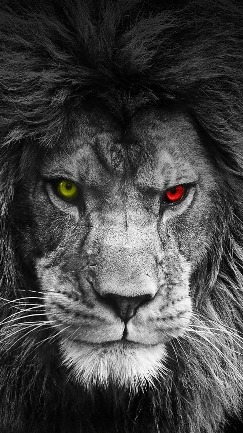 Majestic Lion with Red Eye 4K Mobile Wallpaper