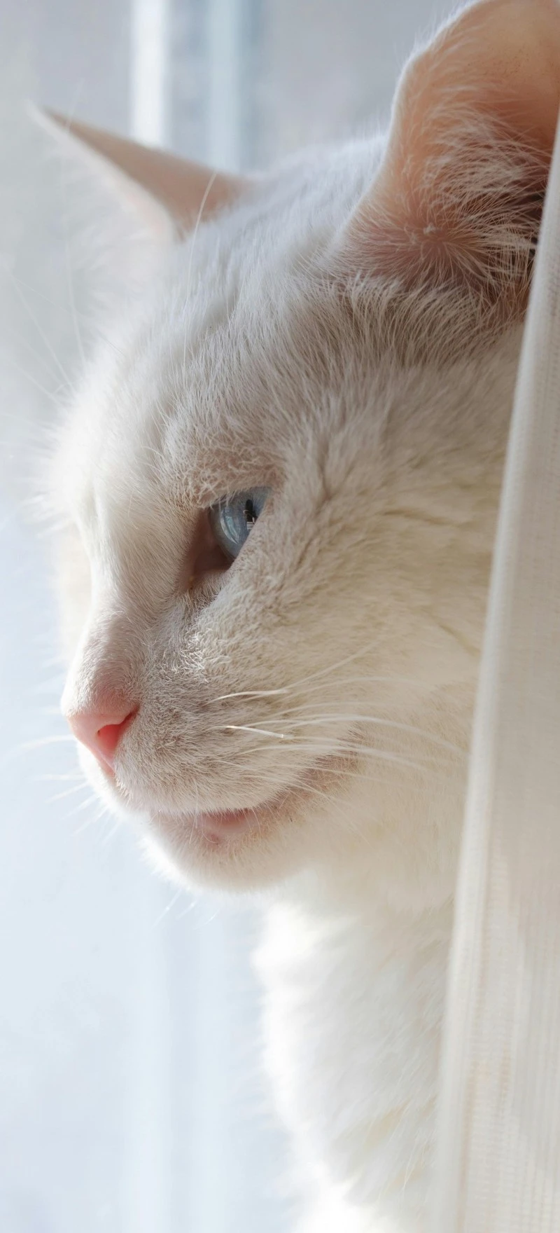 Serene White Cat 4K Mobile Wallpaper