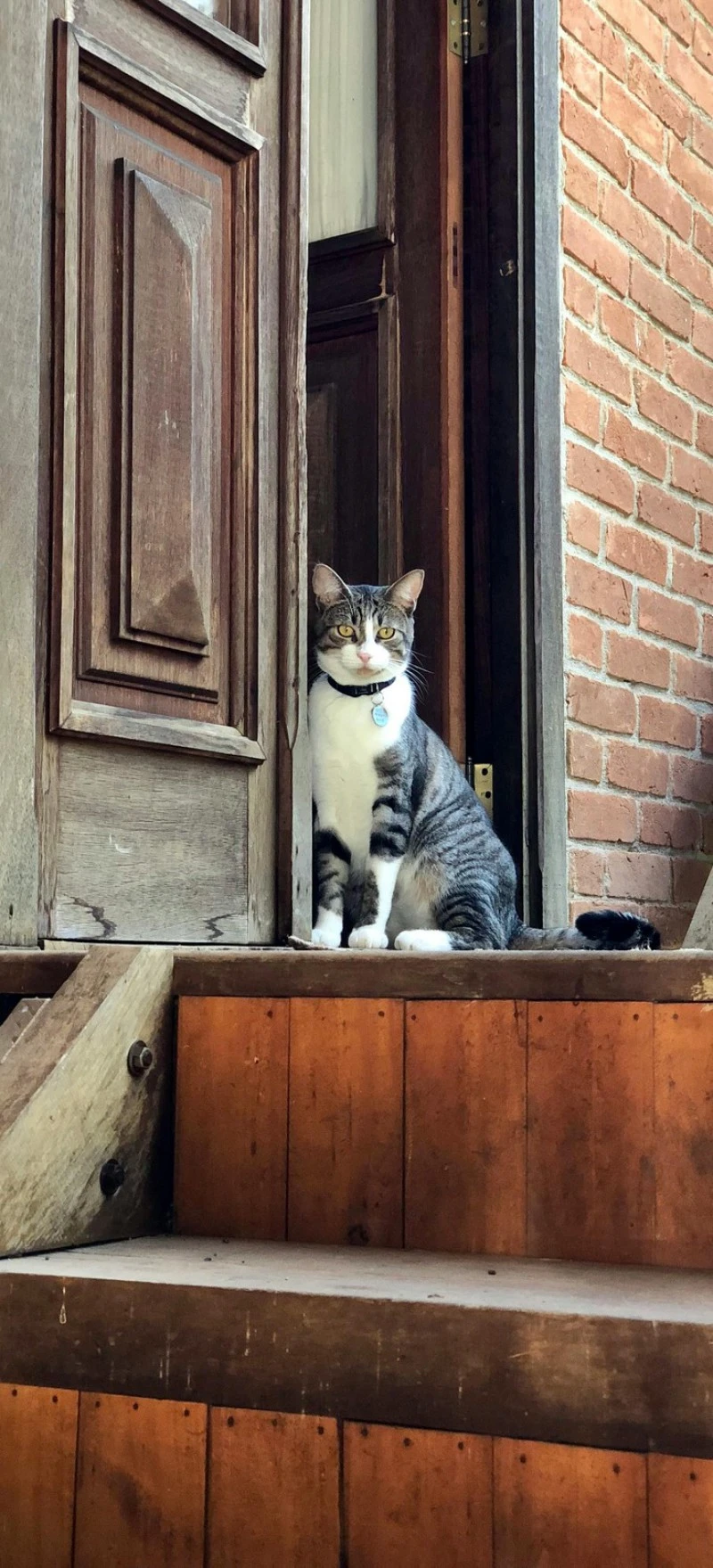 Cat Sitting on Wooden Steps 4K Mobile Wallpaper