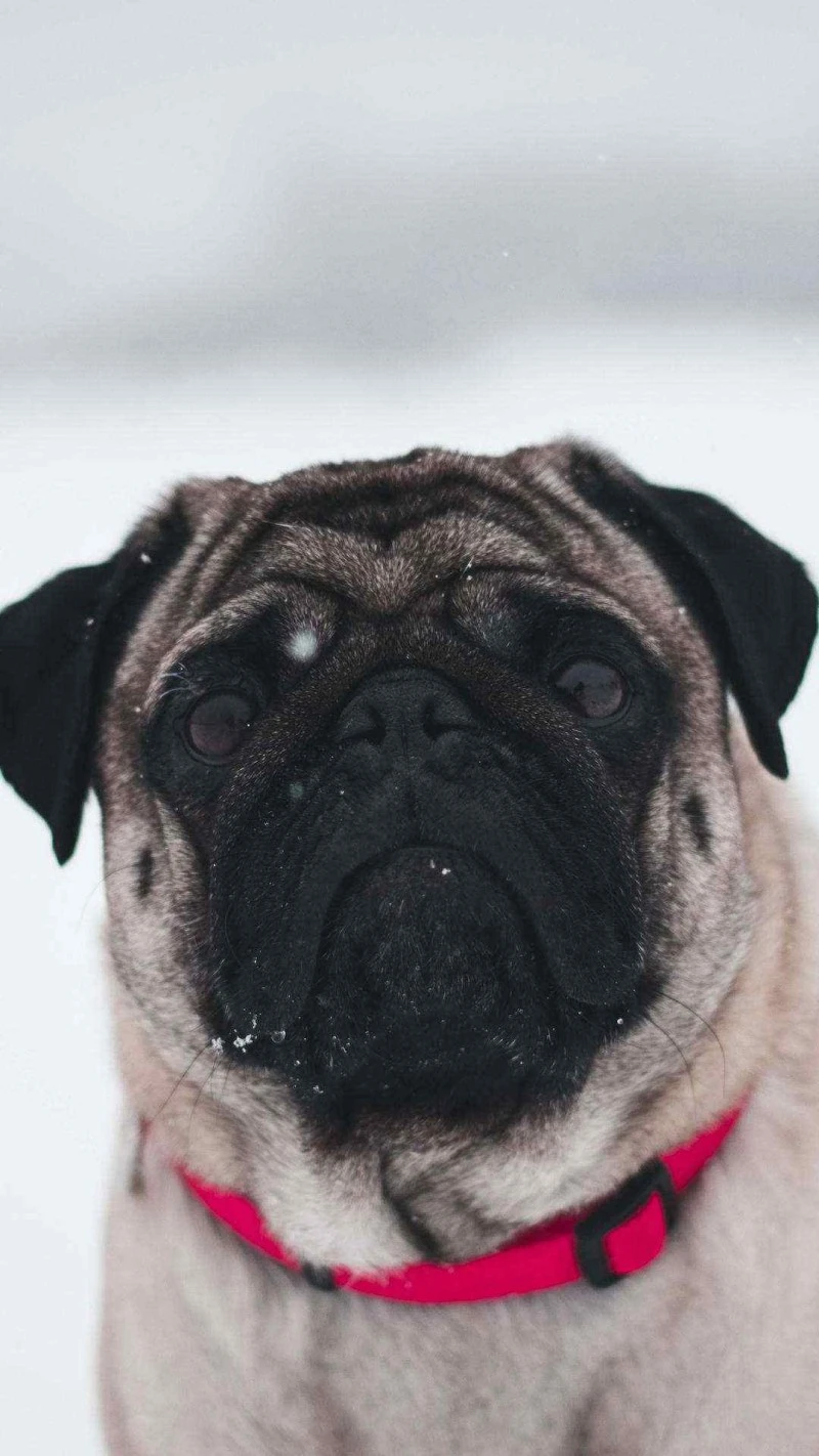 Pug in the Snow 4K Mobile Wallpaper