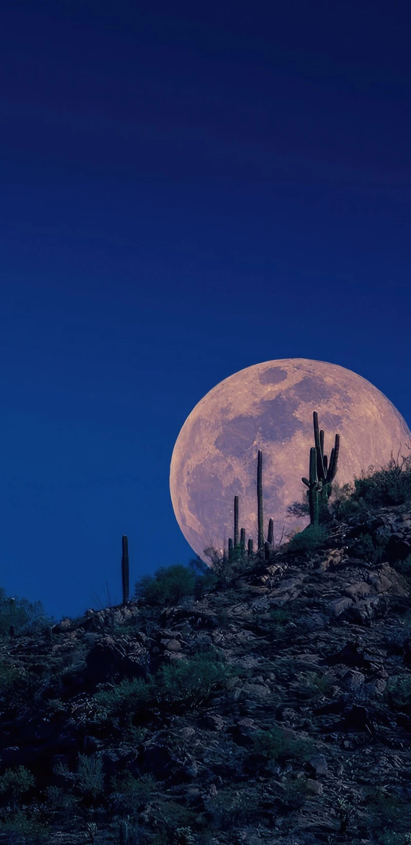Full Moon Rising over Desert Cactus 4K Mobile Wallpaper