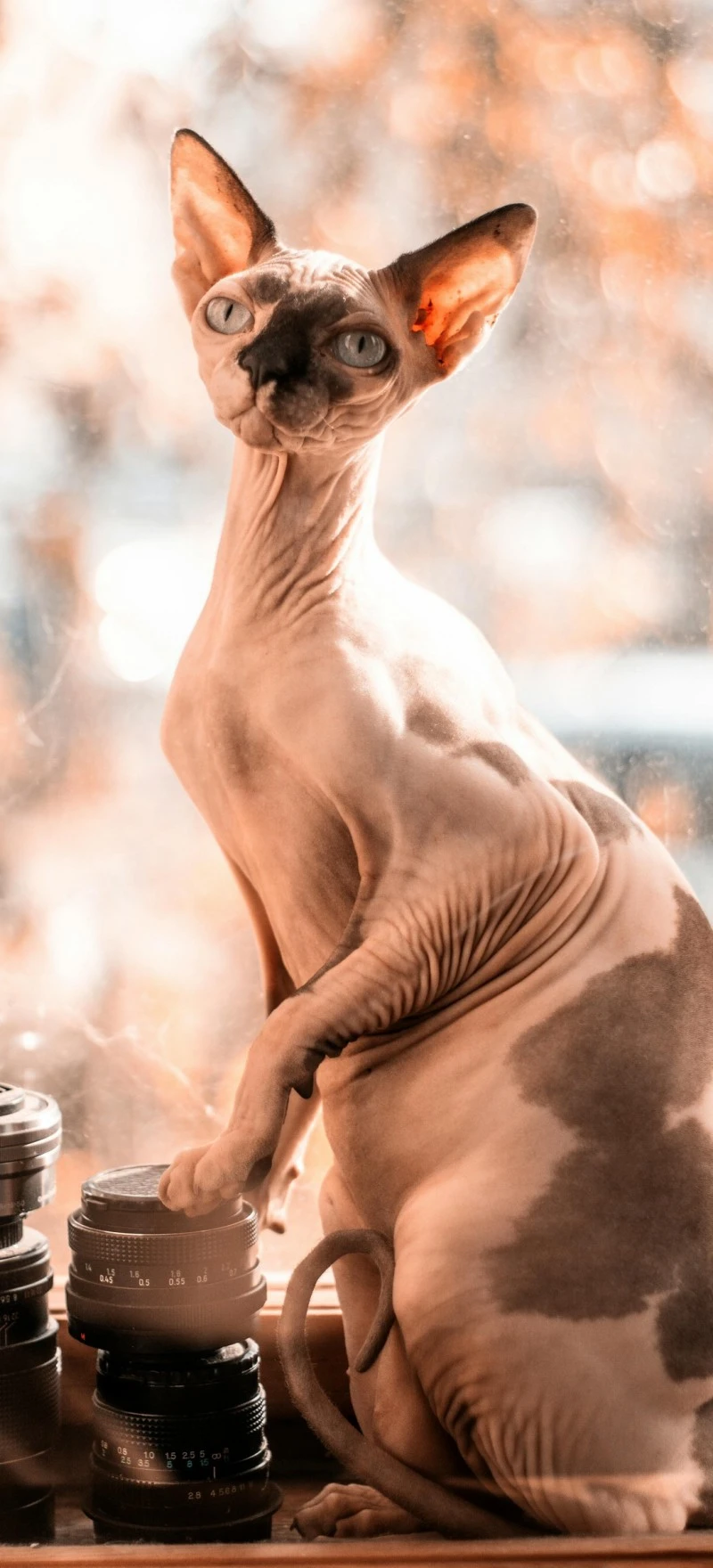 Sphynx Cat with Camera Lenses 4K Mobile Wallpaper