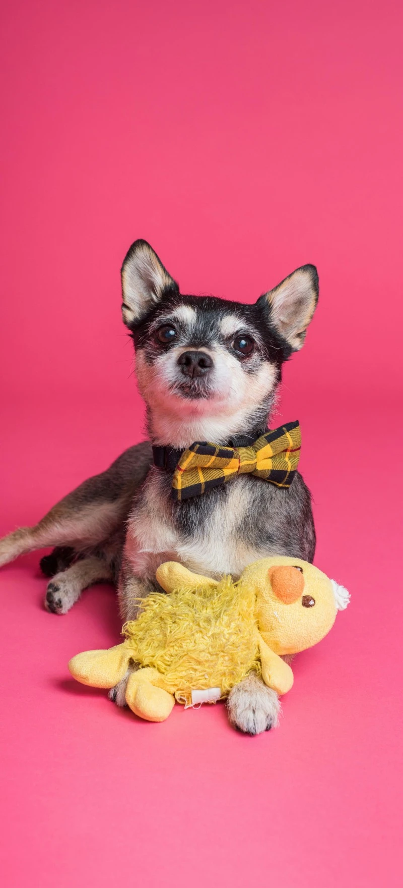 Dapper Chihuahua with Toy 4K Mobile Wallpaper