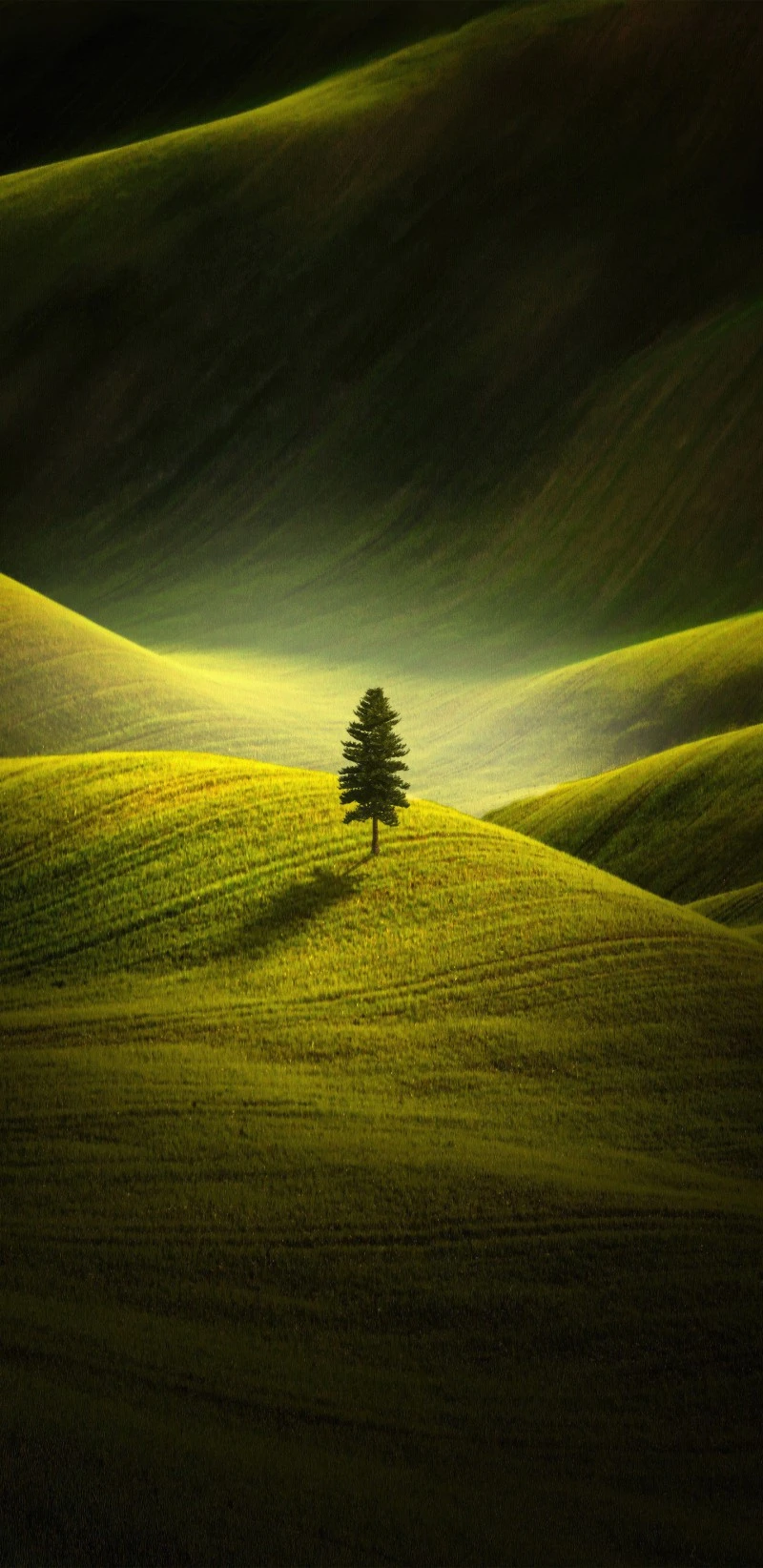 Solitary Sentinel 4K Mobile Wallpaper
