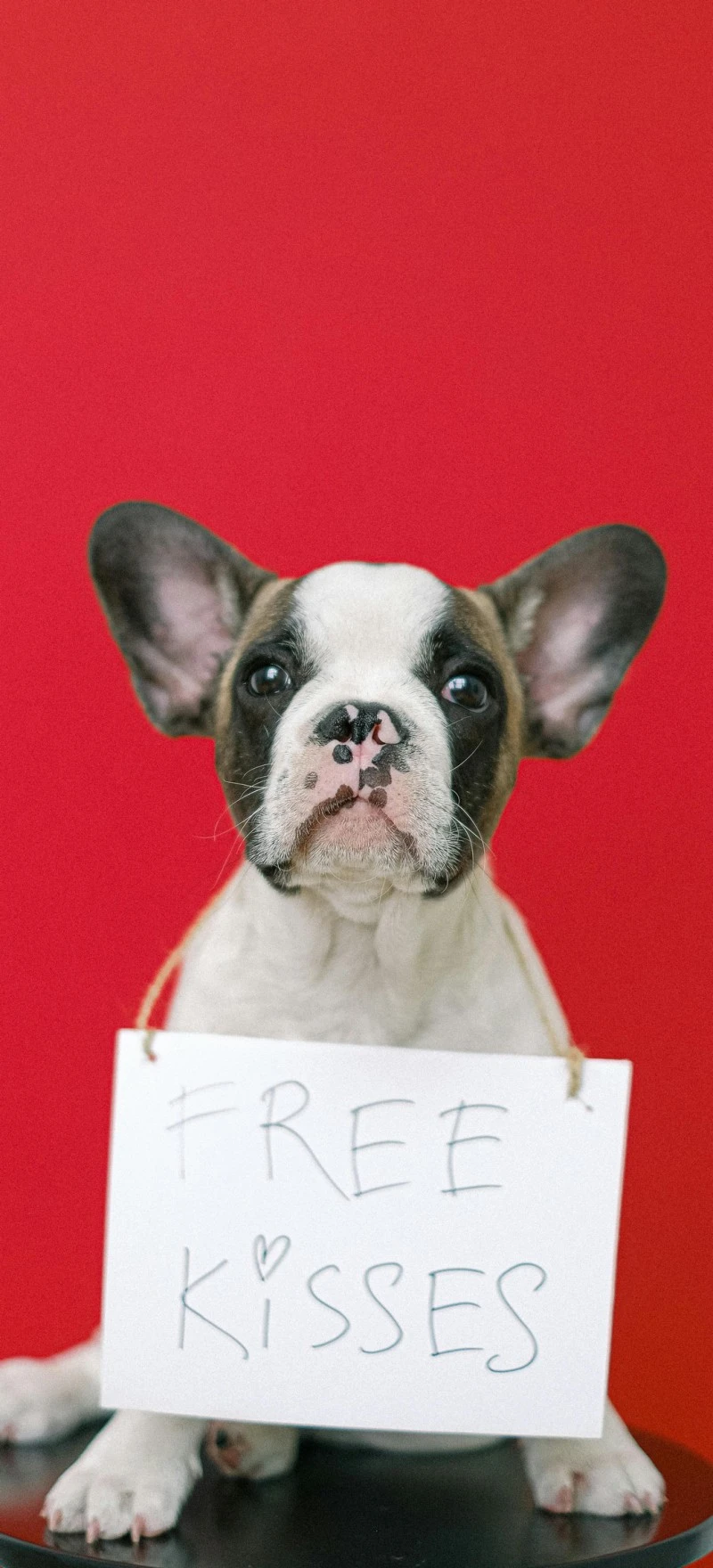 French Bulldog Puppy Offering Kisses 4K Mobile Wallpaper