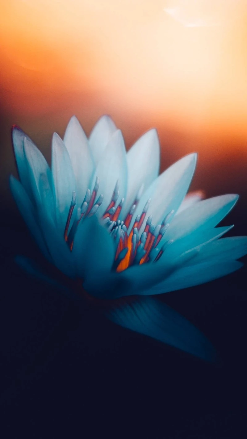 Blue Water Lily at Sunset 4K Mobile Wallpaper