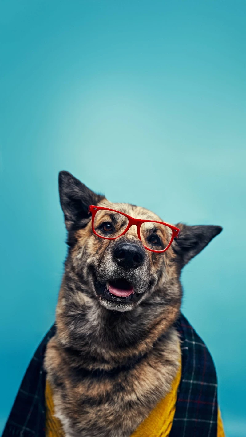 Dog in Glasses and Plaid 4K Mobile Wallpaper