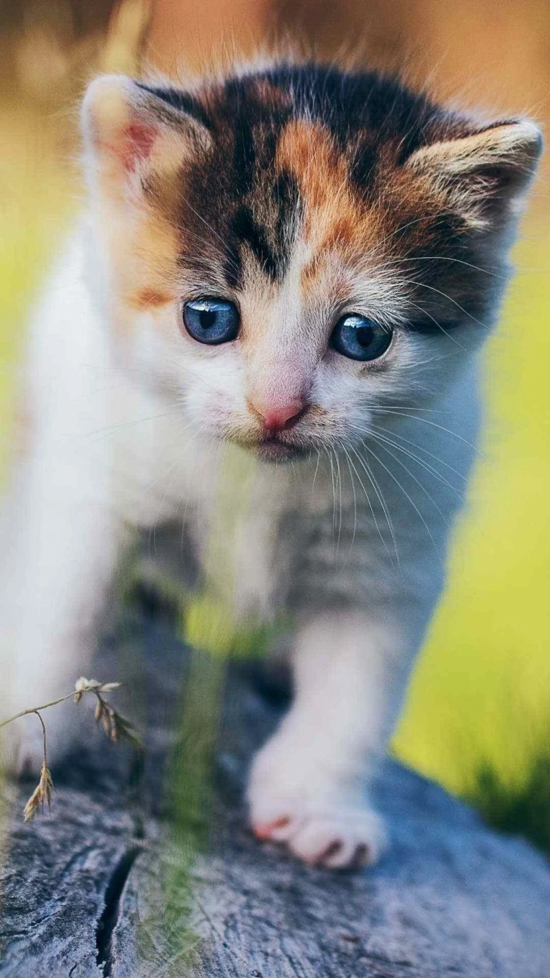 Adorable Calico Kitten 4K Mobile Wallpaper