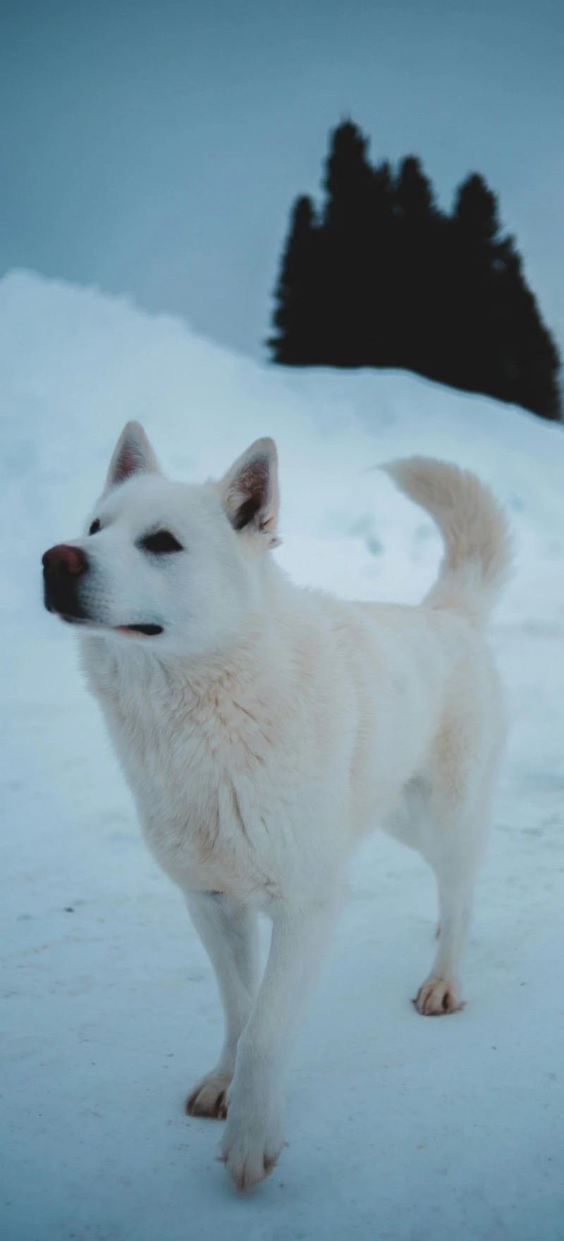 White Dog in Snowy Landscape 4K Mobile Wallpaper