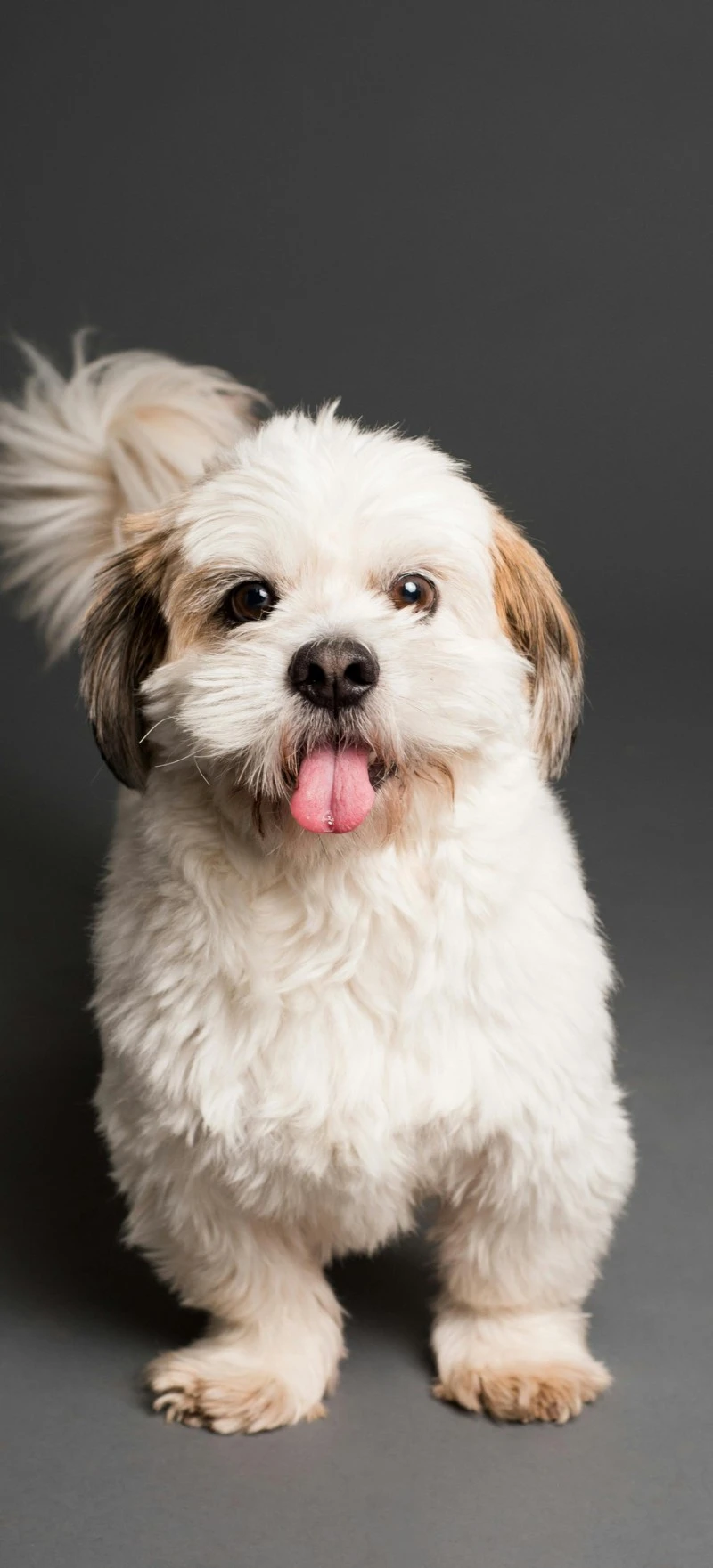 Happy Lhasa Apso Portrait 4K Mobile Wallpaper