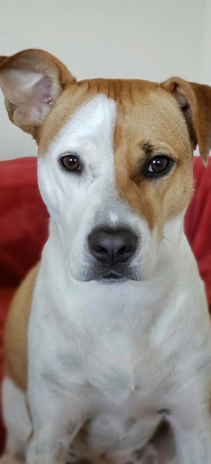 Bicolor Mixed Breed Dog 4K Mobile Wallpaper