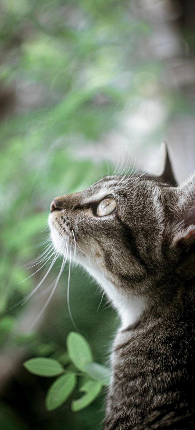 Grey Cat Looking Up 4K Mobile Wallpaper