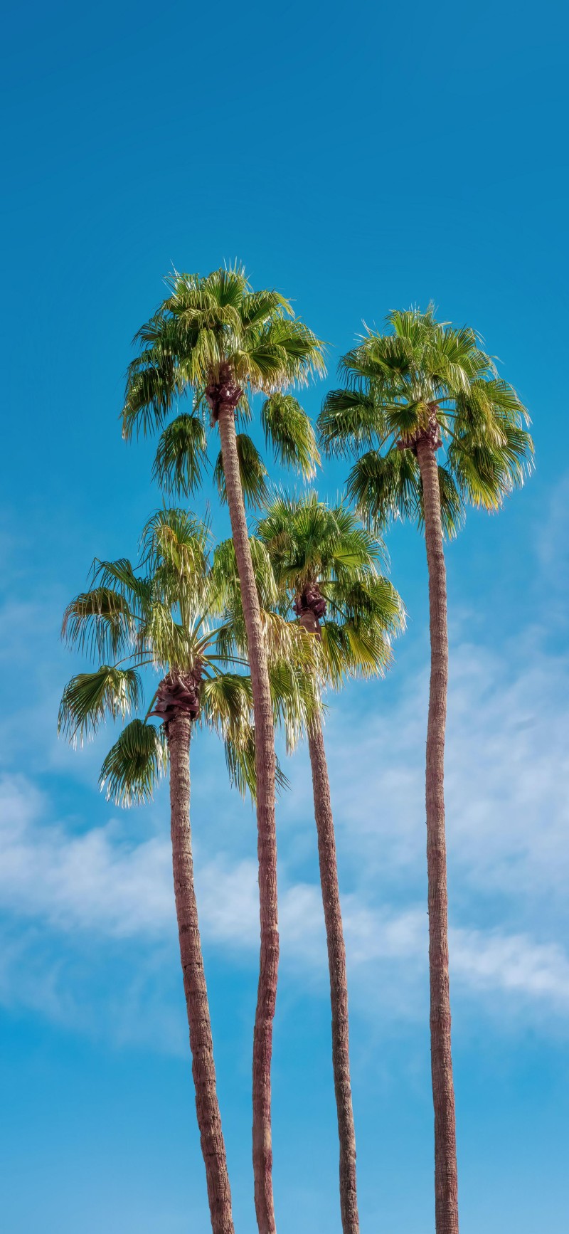 Serene Tall Palm Trees Under a Clear Blue Sky Wallpaper 4K Green Wallpaper